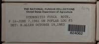 Stemonitis fusca image